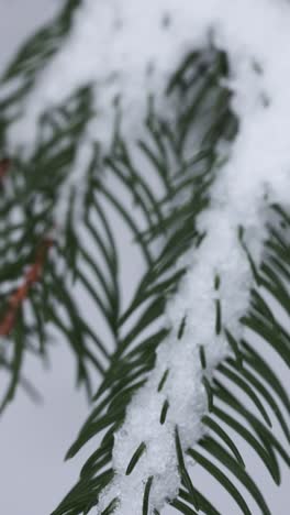 frozen branches