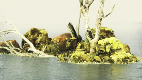 isolated rocky island with weathered tree branches above still waters