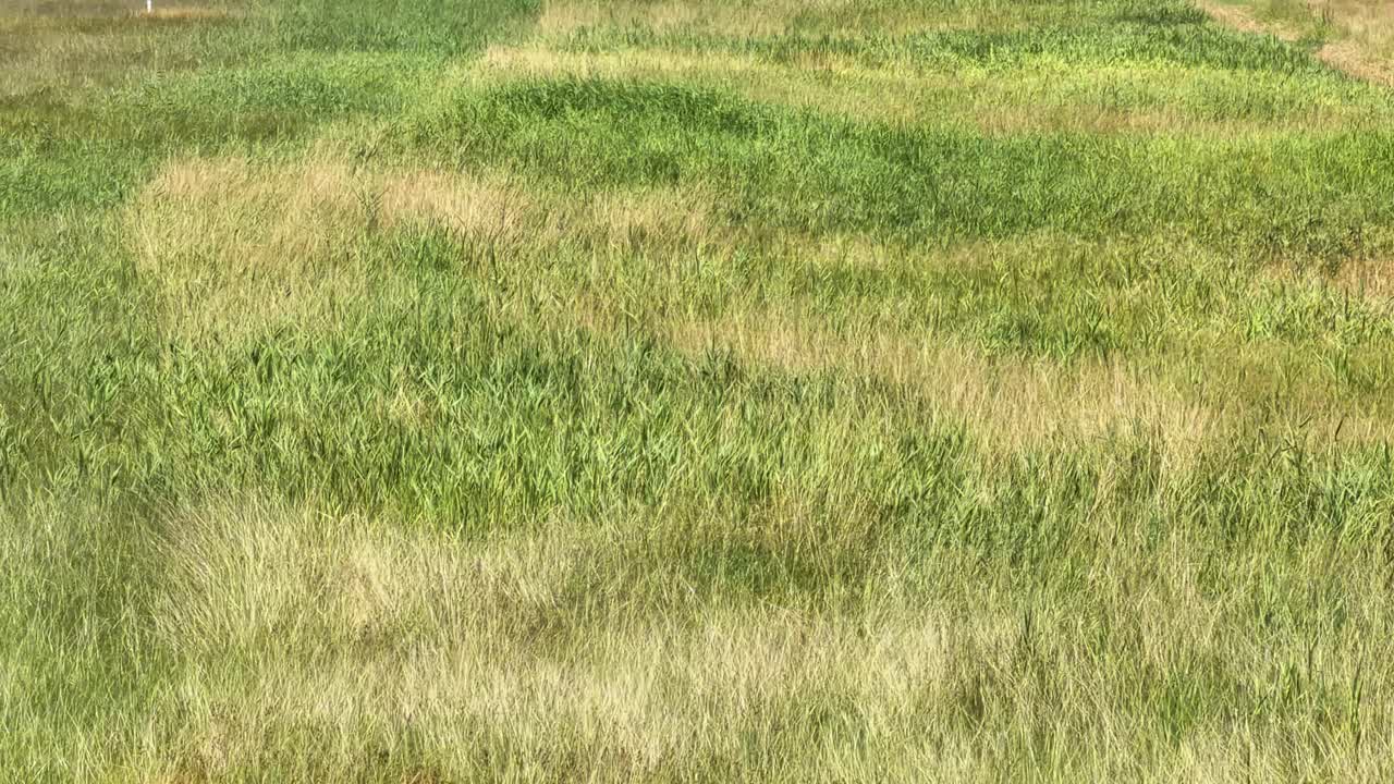Inquadratura grandangolare fissa di erba verde alta che si muove ritmicamente sotto la luminosa luce naturale del giorno.