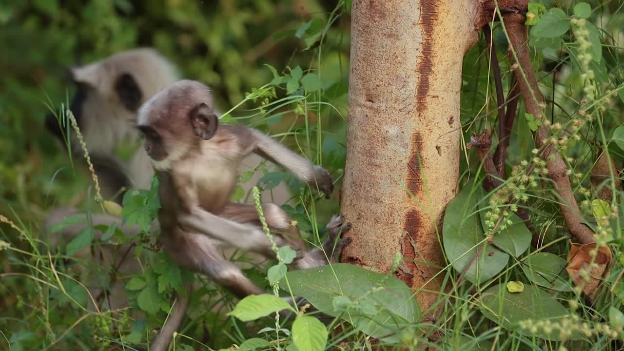 el langur gris (semnopithecus), también llamado hanuman langur es un género de monos del viejo mundo nativos del subcontinente indio. parque nacional de ranthambore sawai madhopur rajasthan india
