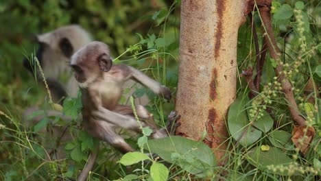 il langur grigio (semnopithecus), chiamato anche hanuman langur, è un genere di scimmie del vecchio mondo originario del subcontinente indiano. parco nazionale di ranthambore sawai madhopur rajasthan india