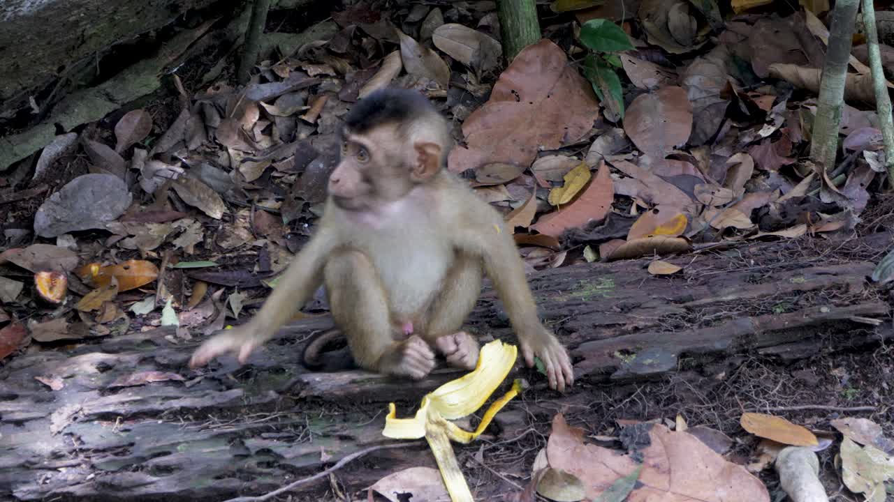 un lindo y adorable bebé macaco de cola de cerdo disfrutando de los restos de la fruta del plátano