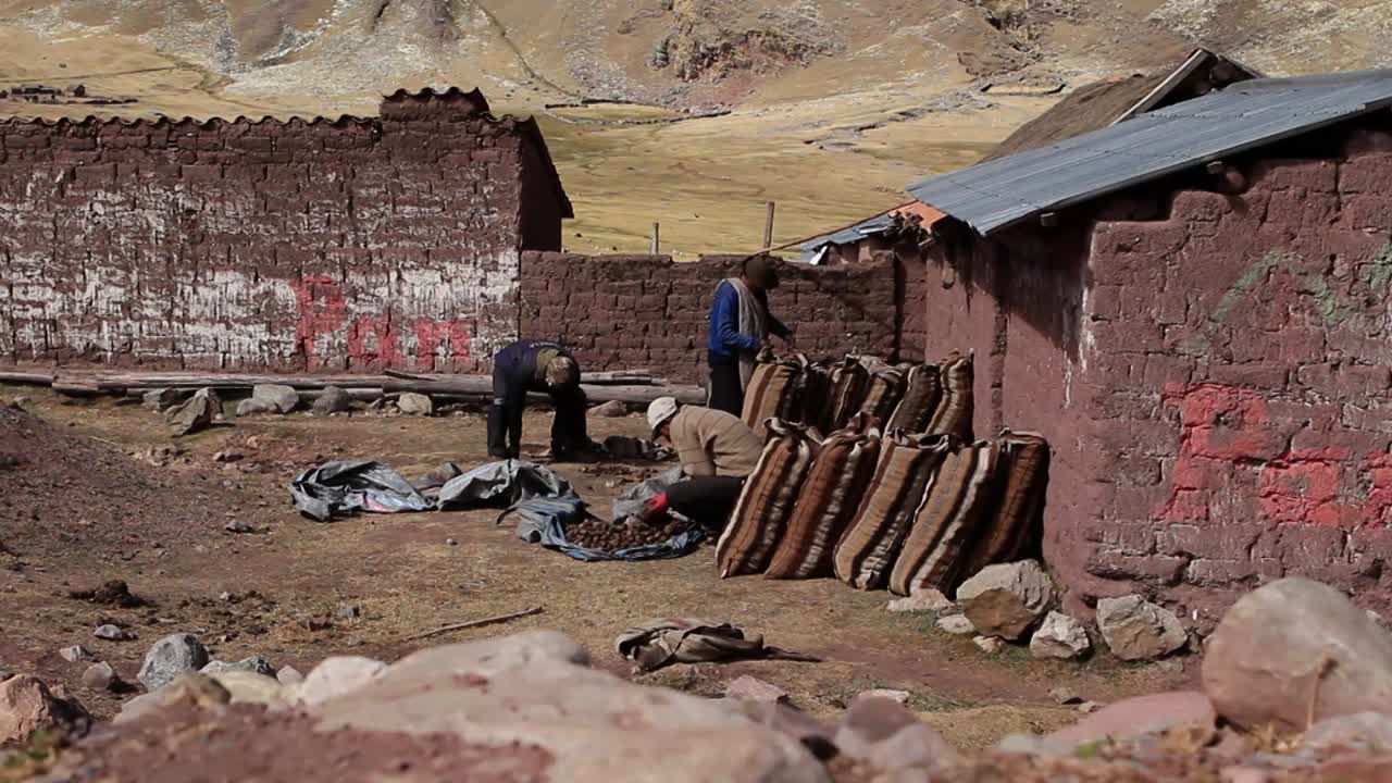 포장을 위해 감자를 분류하는 마을 사람들