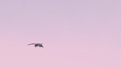 soaring hawk in pastel pink sky