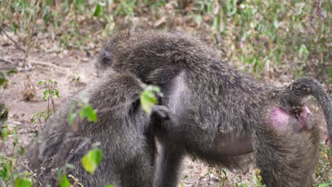 Pavianaffe-Auf-Der-Suche-Nach-Flöhen-Und-Zecken-In-Der-Afrikanischen-Savanne,-Tansania