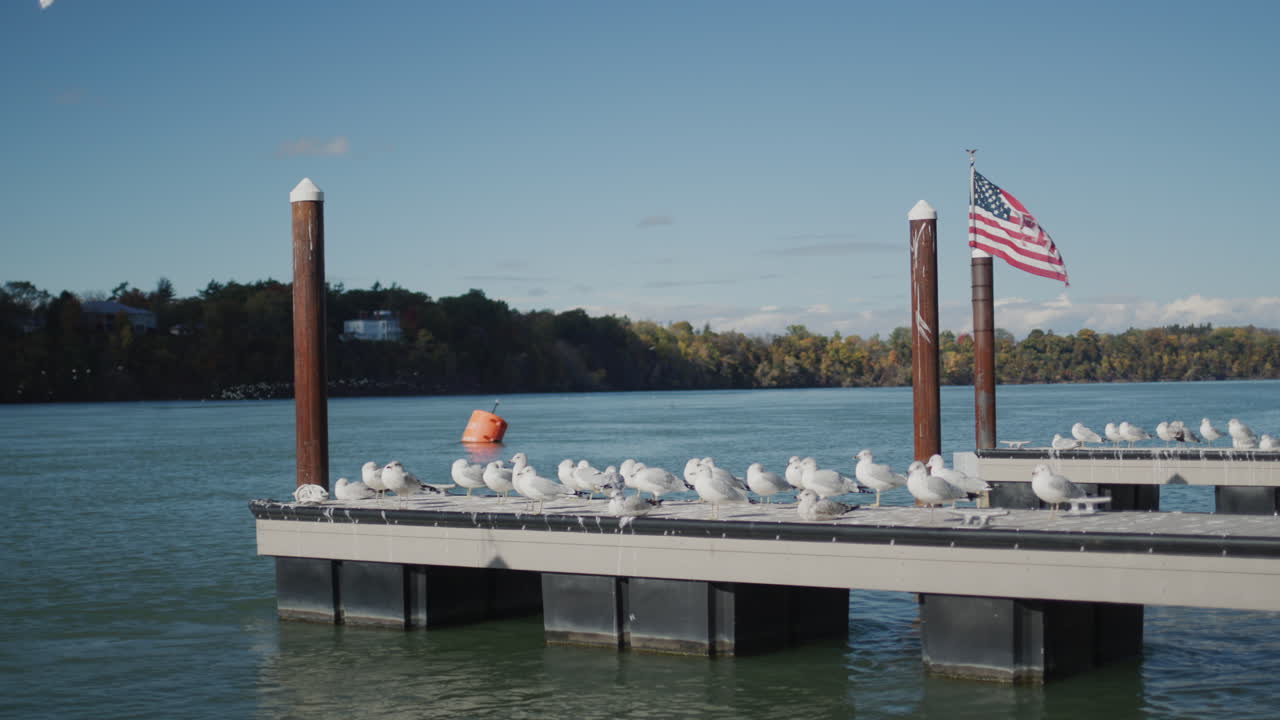 Marina on Lake Ontario. There's a U.S. flag and a flock of seagulls. End of season