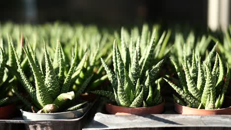 small succulent plants in pots