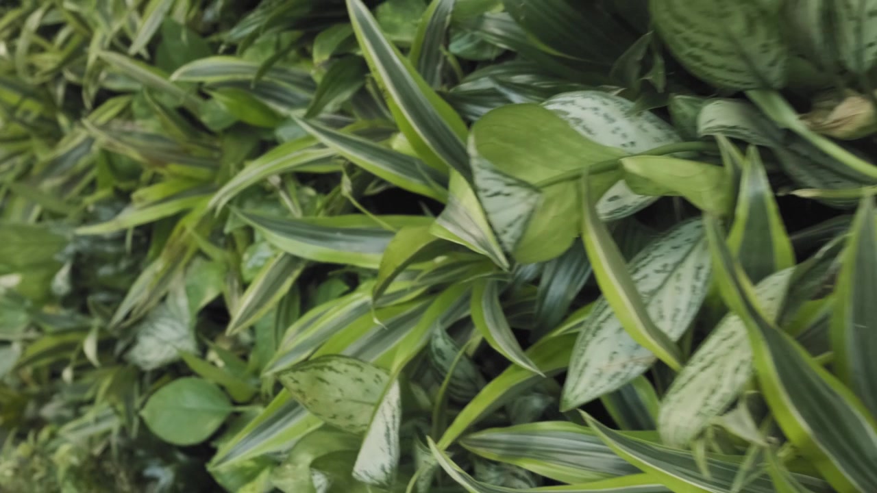 Reversed tracking shot of a luscious interior green wall, filled with real plants and flowers
