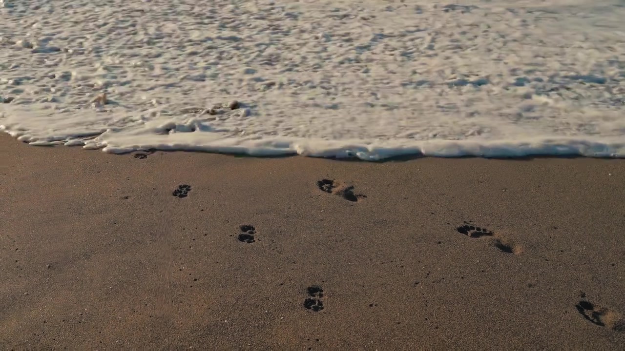 Uma onda suave passa sobre pegadas de cães e humanos na areia, apagando-as lentamente e simbolizando a impermanência, o tempo e o ritmo calmante do mar. Narrativa de perda ou cura, desapego