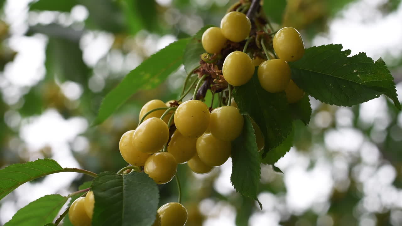 Close up of yellow cherries on the tree in daylight