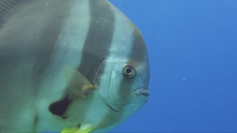 platax batfish super close up in front of camera