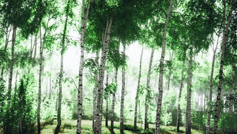 Vibrant birch trees in a lush forest with soft sunlight streaming in