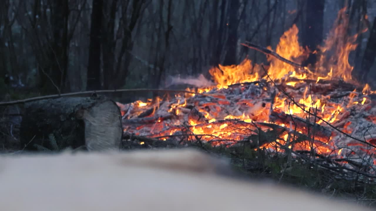 Changing focus footage of a large orange vibrant fire burning in the woods filmed from on top of a tree stump covered with sawdust and wood chips. Trees and moss visible in the background at daytime.