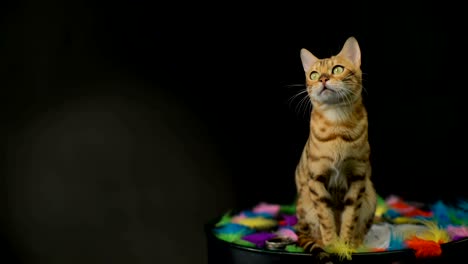 bengal cat in the studio