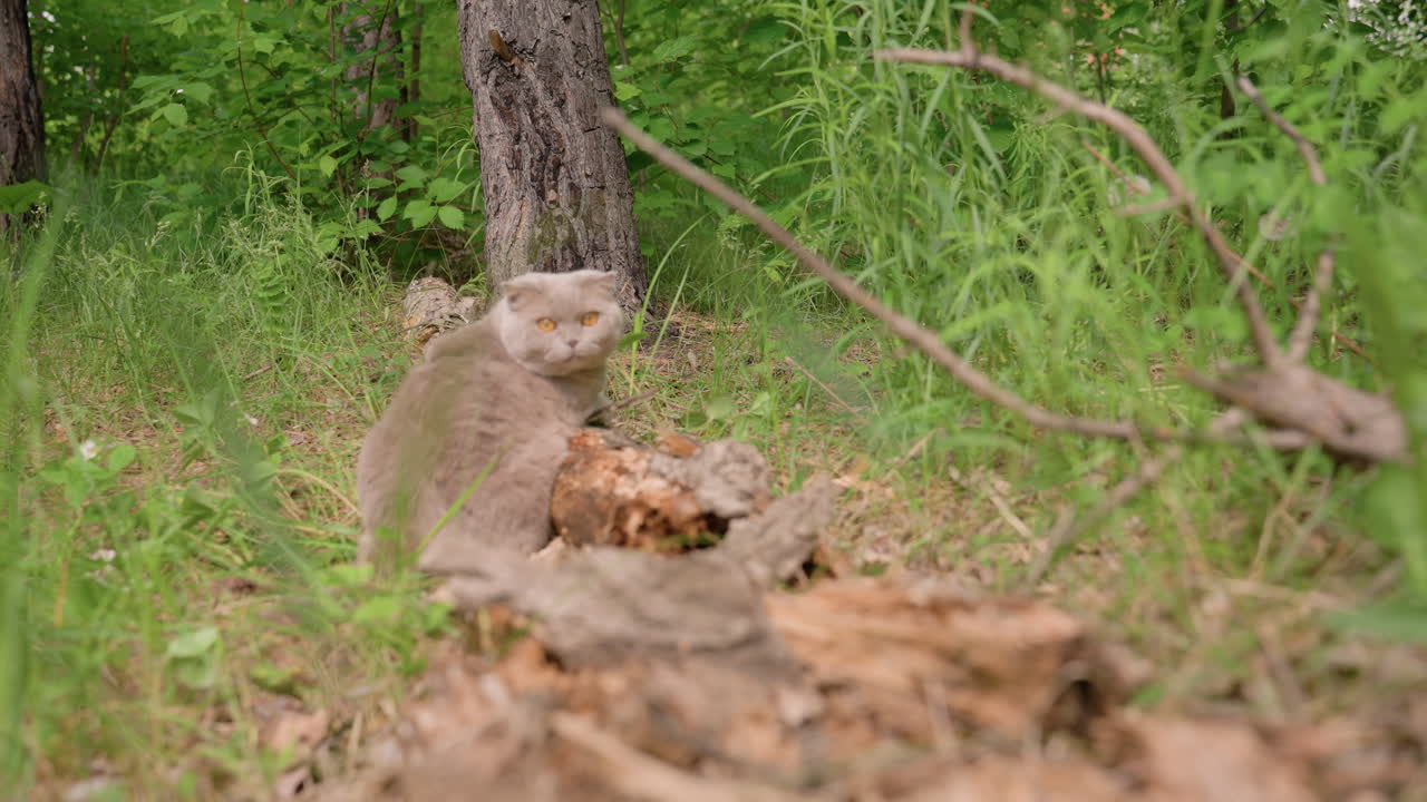 Gatto Scottish Fold grigio seduto su un tronco nella foresta, sguardo attento, corteccia muschiosa, luce solare screziata, fogliame verde tranquillo, ritratto ravvicinato di osservazione felina e sereno stato d'animo all'aperto