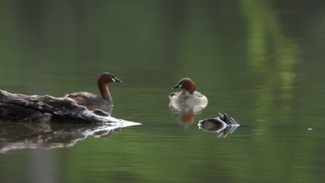 small whistling duck uhd mp4 4k