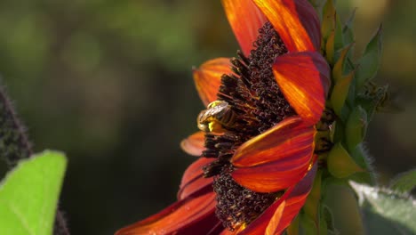 close-up honeybees on red sunflower, slowmo, macro nature, flying insects