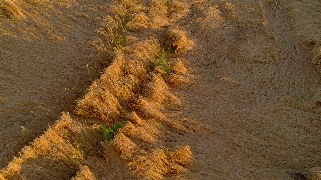 vista aérea del campo agrícola maduro con cabezas de trigo caídas rotas por el viento