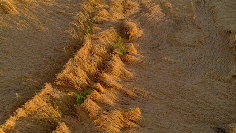 aerial view of ripe farm field with fallen down broken by wind wheat heads