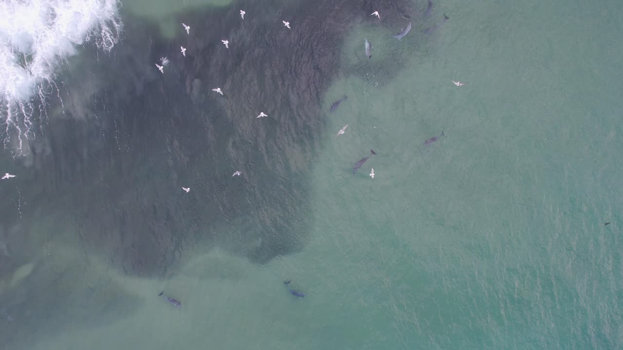 부러진 머리 에서 물고기 를 사냥 하는 바구니 코 돌고래 nsw - 바이론 지역 - 오스트레일리아