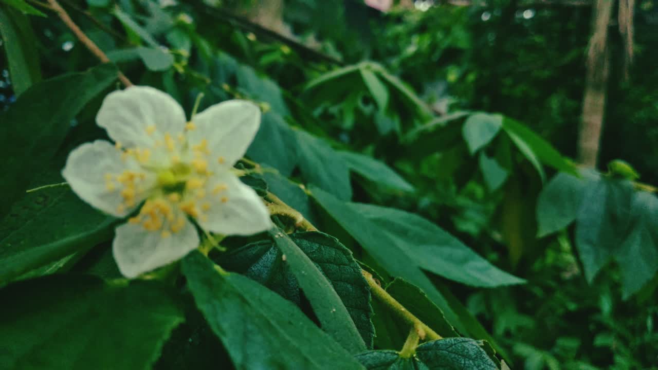 동양의 작은 색 케르슨 꽃이 비가 오는 계절에 꽃을 피운다.