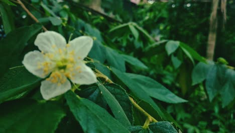 tiny oriental white kerson flower blossoms during the rainy season