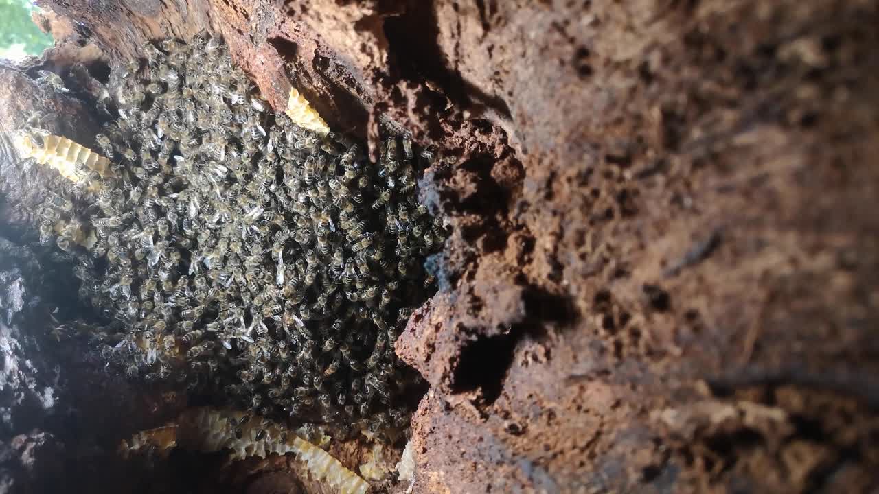 A bustling bee colony in the heart of a tree trunk
