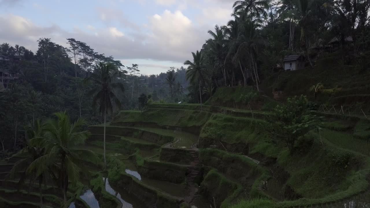 Ripresa aerea: terrazze di riso a Ubud, Bali