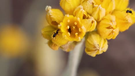 una hormiga explora un racimo de flores amarillas