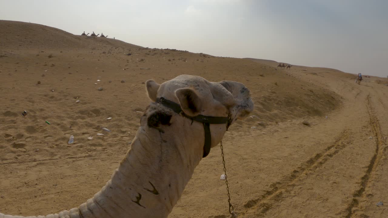 cabeza de un camello mientras camina por el desierto con la silueta de otros camellos en la ladera arenosa en el fondo