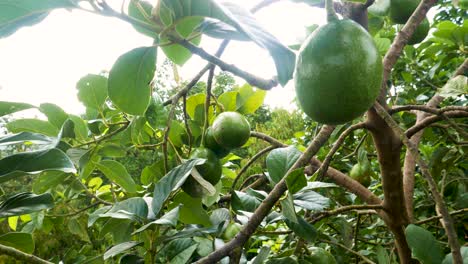 handheld push in shot of organic avocado hanging on tree