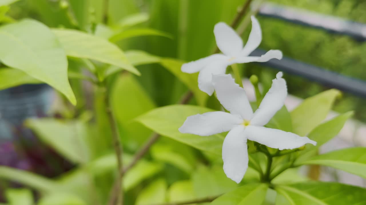 Close-up of Pinwheel Flower (Tabernaemontana divaricata) set against a backdrop of vibrant, glossy green leaves, soft focus on the background highlights the exquisite beauty and purity of the blossoms