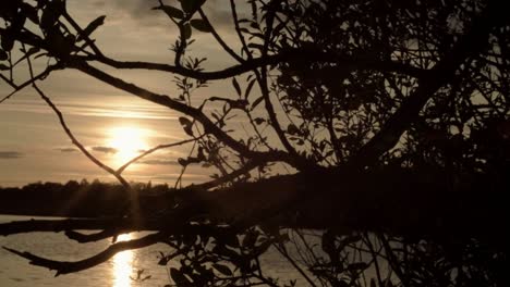 puesta de sol sobre el lago a través del bosque con una suave brisa