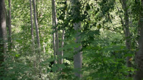 slow motion panning shot of a forest in granada, spain