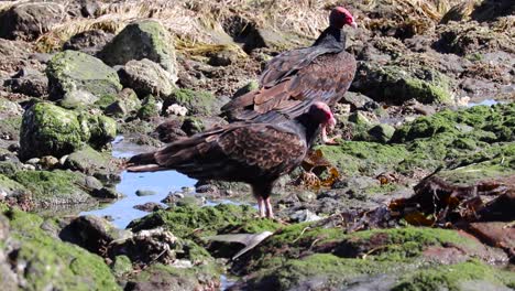 side view of vulture biting with beak and shredding dead fish