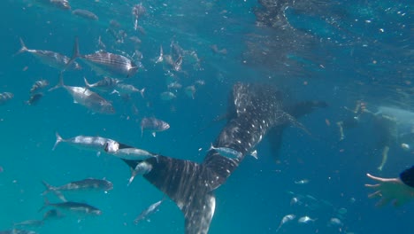 Diver-surrounded-by-a-school-of-fish-and-a-whale-shark-in-the-clear-blue-waters-of-the-Philippines,-underwater-view