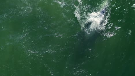 Aerial-4K-footage-of-humpback-whales-by-Point-Dume-off-the-coast-of-Malibu,-California,-USA