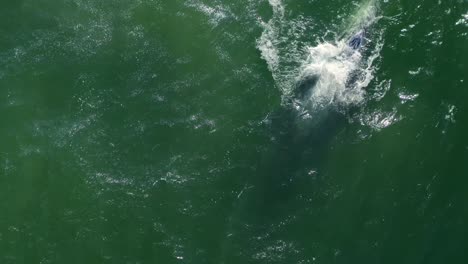 imágenes aéreas de 4k de ballenas jorobadas por point dume frente a la costa de malibu, california, ee.uu.