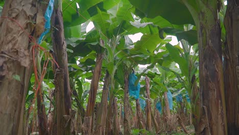 a plantation of many banana trees, with baskets wrapped in blue plastic