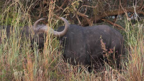 Riesiger-Afrikanischer-Büffelbulle-Grast-Hohes-Gras-Am-Rande-Des-Savannenwaldes