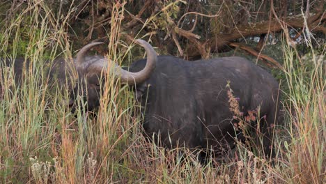 un enorme toro búfalo africano pastorea hierba alta en el borde del bosque de la sabana