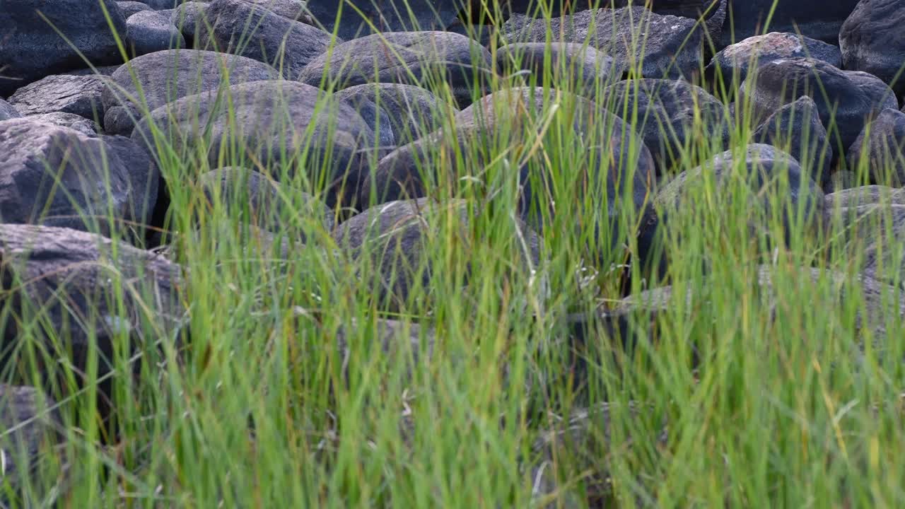 медленный наклон вверх от травы к серым камням