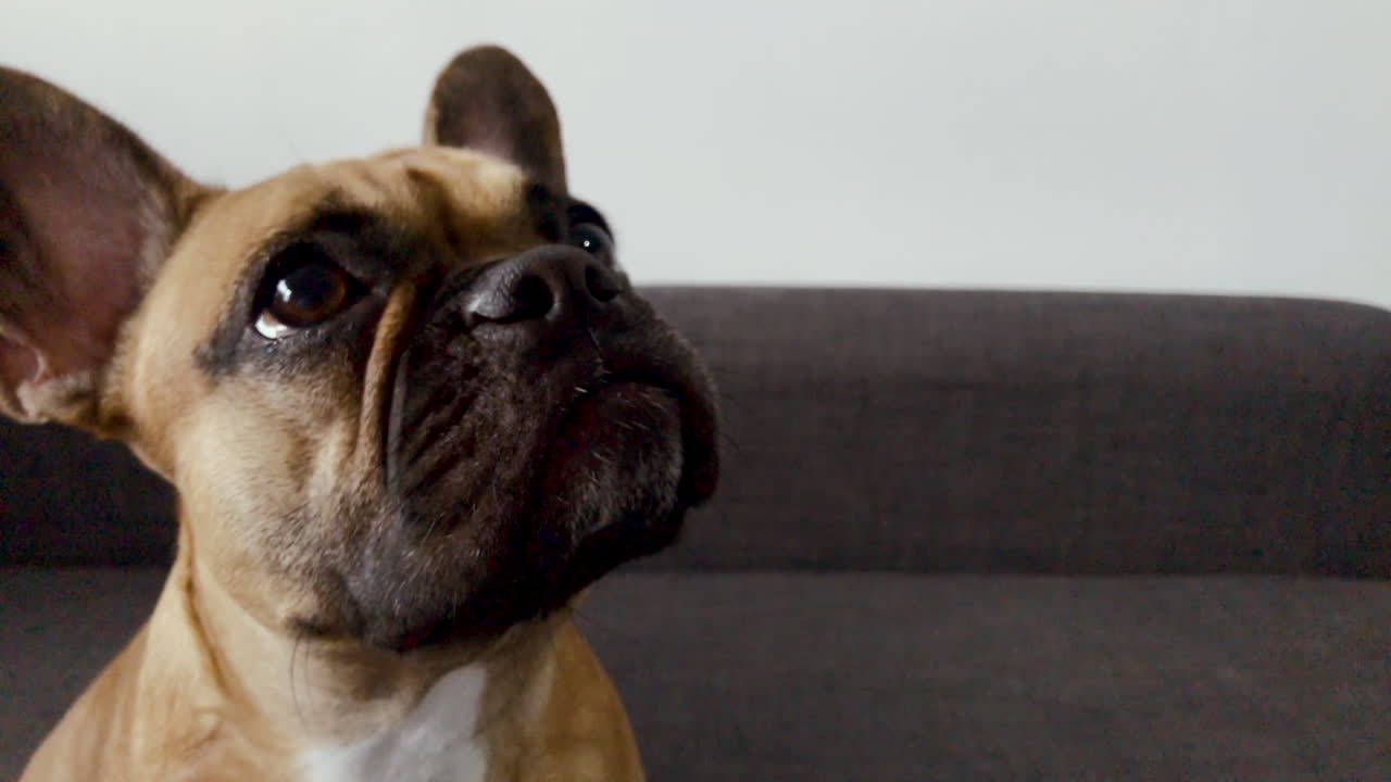 Close-up do rosto de buldogue francês