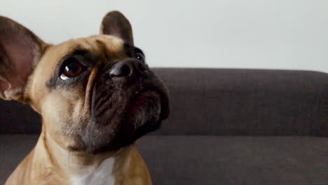 French-bulldog-face-close-up