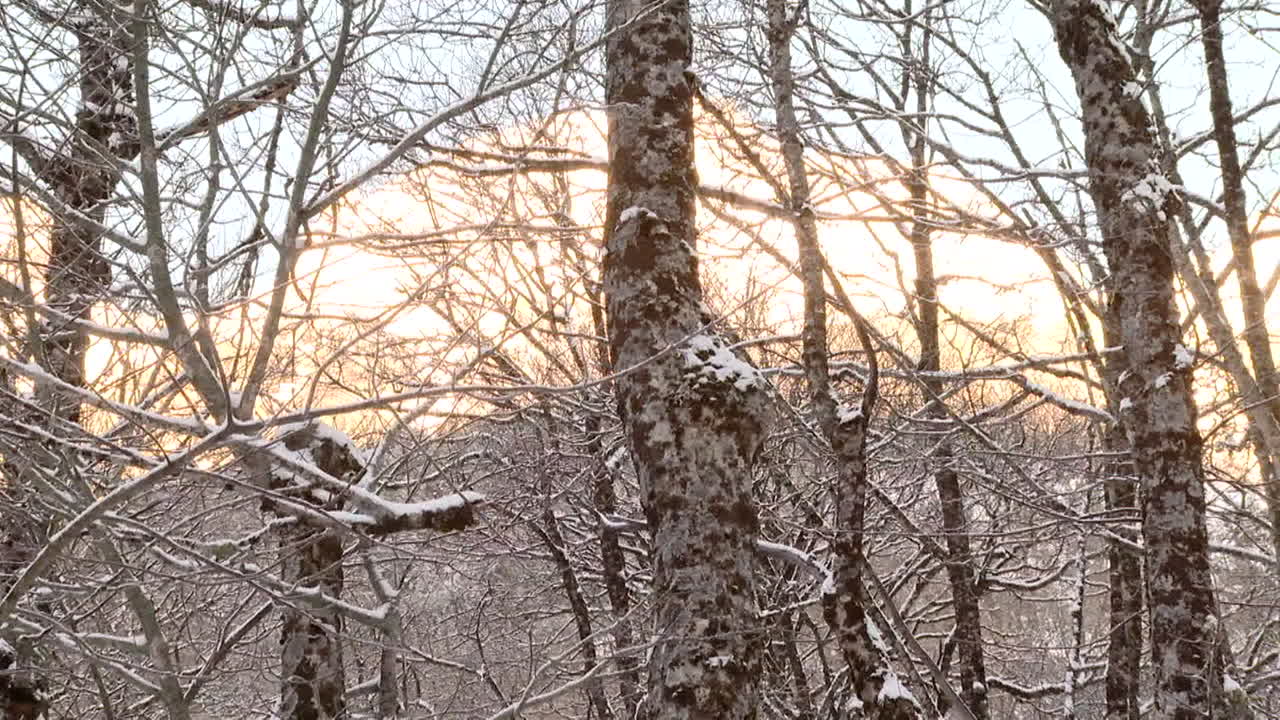 눈 인 숲의 일몰