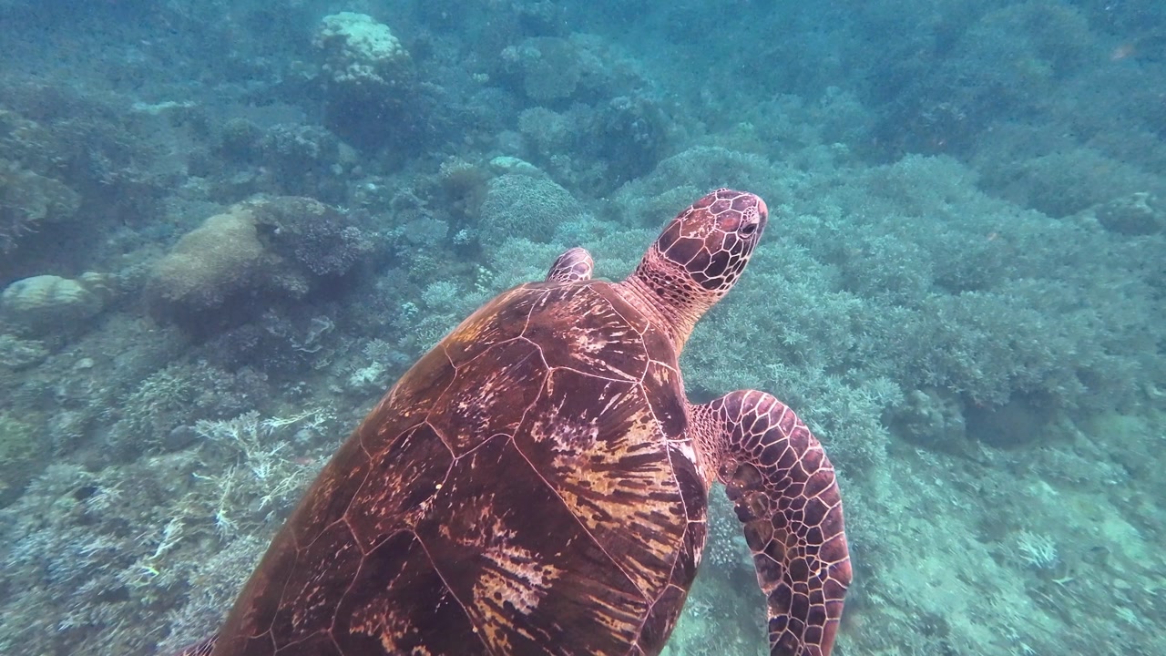 Underwater footage of a sea turtle swimming over coral reef in Apo Island Philippines with clear blue water tropical marine life and natural ocean wildlife in a peaceful environment