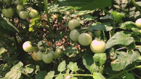 green tomatoes in the garden on sunny day in slow motion