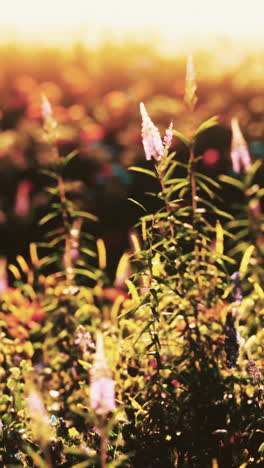 a field of wildflowers glowing in the golden light of sunset