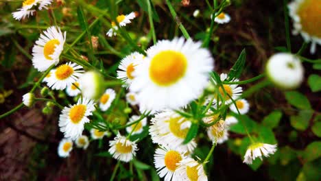 close up shot of blooming daisy flowers