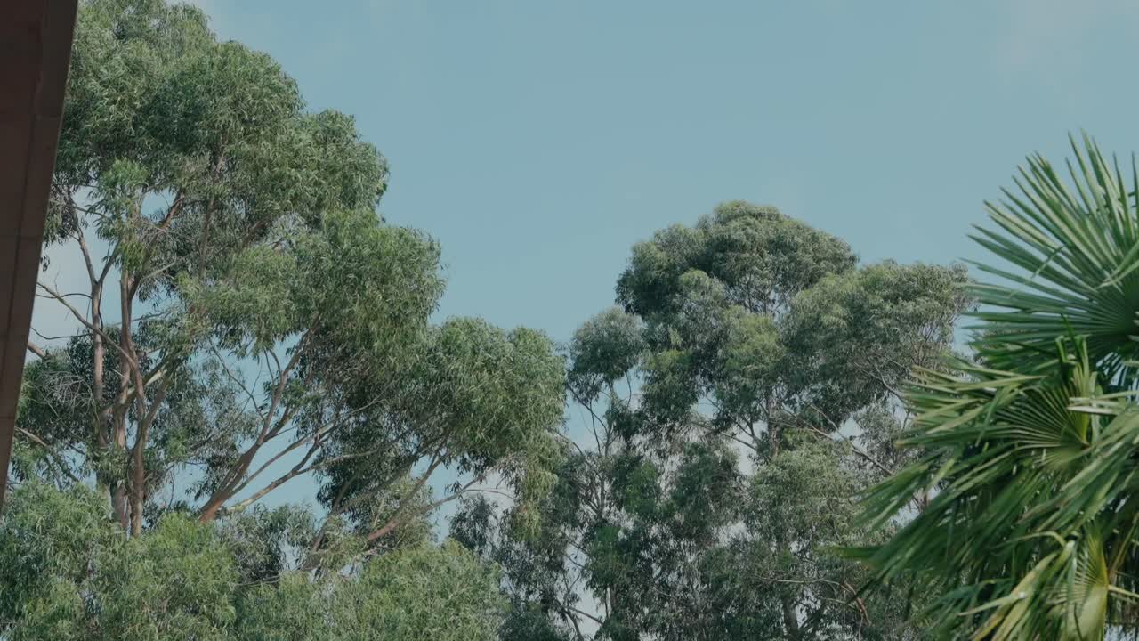 Lush green trees with tall eucalyptus and palm leaves under a clear blue sky